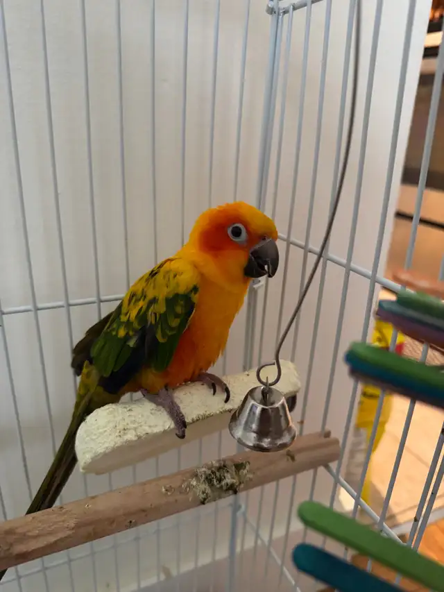 Sun Conure with Cage - Photo 3