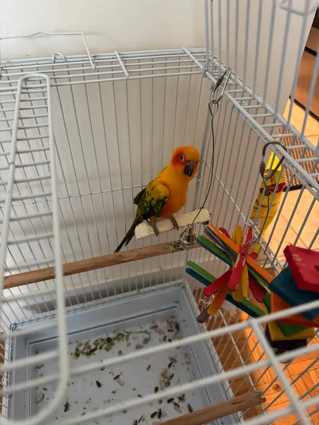 Sun Conure with Cage - Photo 4