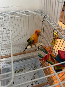 Sun Conure with Cage - Photo 4