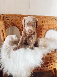 Silver Lab Puppy Waitlist
