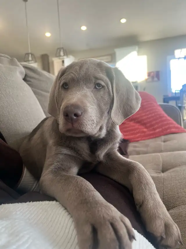 Silver Lab Puppy Waitlist - Photo 2