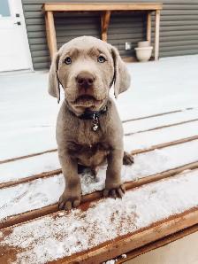 Silver Lab Puppy Waitlist - Photo 3