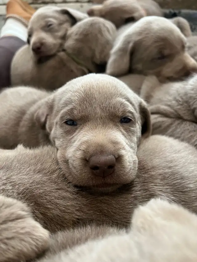 Silver Lab Puppy Waitlist - Photo 4