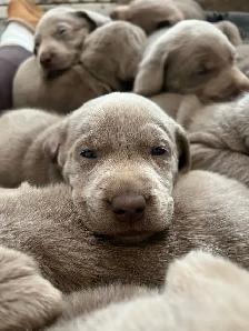 Silver Lab Puppy Waitlist - Photo 4