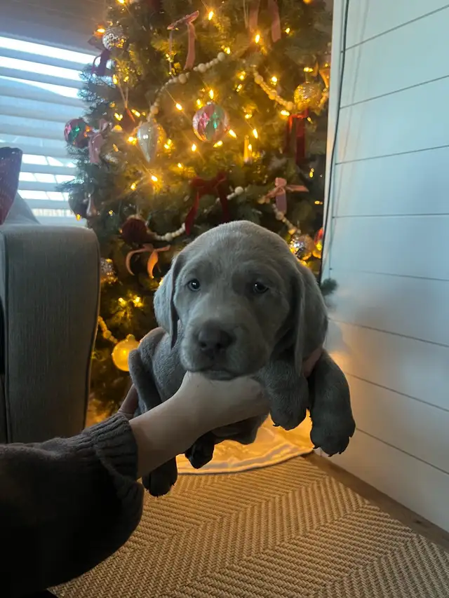 Silver Lab Puppy Waitlist - Photo 5