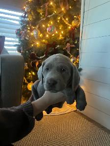 Silver Lab Puppy Waitlist - Photo 5
