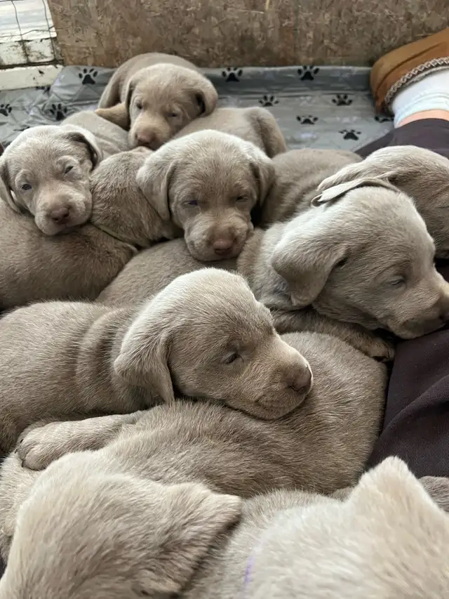 Silver Lab Puppy Waitlist - Photo 6