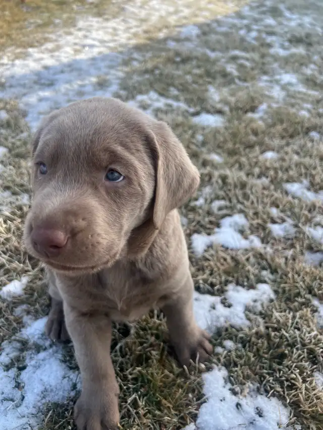 Silver Lab Puppy Waitlist - Photo 7