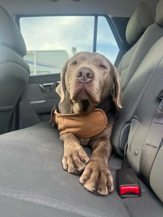 Silver Lab Puppy Waitlist - Photo 8