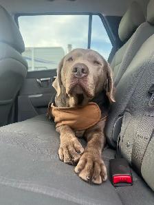 Silver Lab Puppy Waitlist - Photo 8
