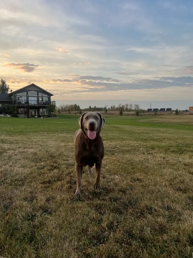 Silver Lab Puppy Waitlist - Photo 9