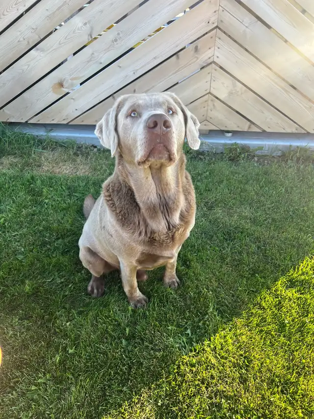 Silver Lab Puppy Waitlist - Photo 10