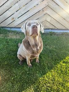 Silver Lab Puppy Waitlist - Photo 10