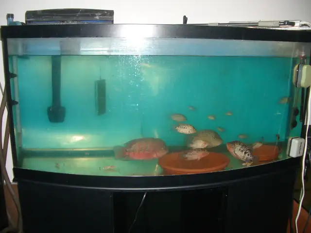 FOR SALE 75 GALLON BOW FRONT FRESH WATER SET UP $375 - Photo 2