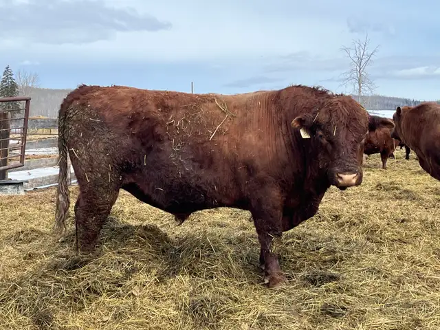 solid Bulls for sale