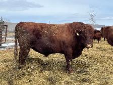 solid Bulls for sale