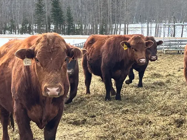 solid Bulls for sale - Photo 2