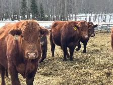 solid Bulls for sale - Photo 2
