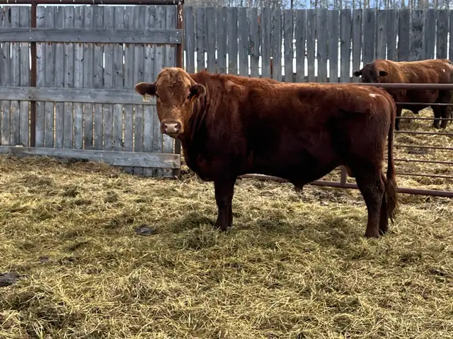 solid Bulls for sale - Photo 3