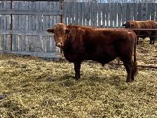 solid Bulls for sale - Photo 3