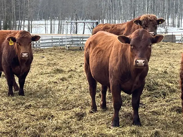 solid Bulls for sale - Photo 4