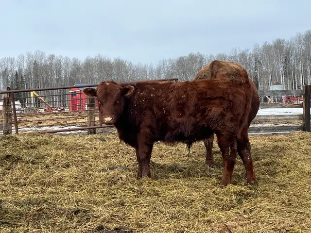 solid Bulls for sale - Photo 5