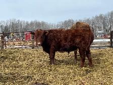 solid Bulls for sale - Photo 5