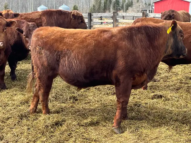 solid Bulls for sale - Photo 6