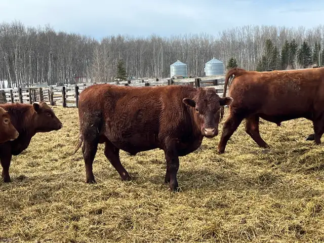 solid Bulls for sale - Photo 7