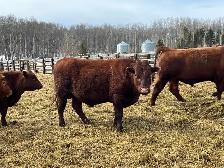 solid Bulls for sale - Photo 7