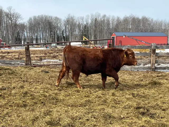 solid Bulls for sale - Photo 8