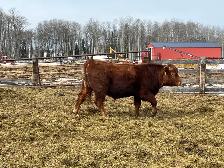 solid Bulls for sale - Photo 8