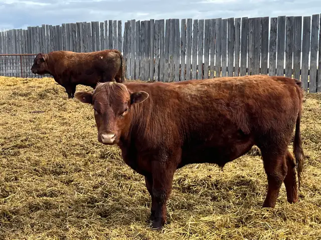 solid Bulls for sale - Photo 9