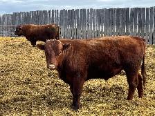 solid Bulls for sale - Photo 9