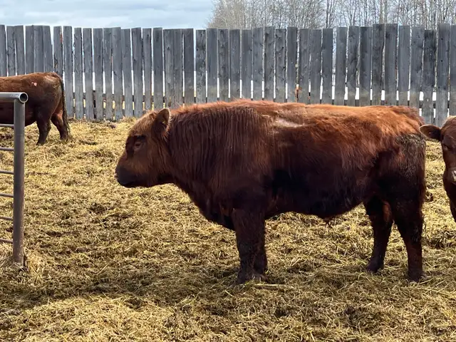 solid Bulls for sale - Photo 10