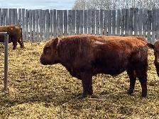 solid Bulls for sale - Photo 10