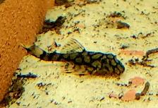 wabenmuster bristlenose plecos 1.25'-1.5'