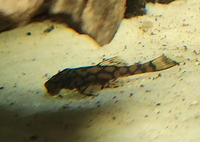 wabenmuster bristlenose plecos 1.25'-1.5' - Photo 2