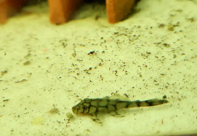 wabenmuster bristlenose plecos 1.25'-1.5' - Photo 3