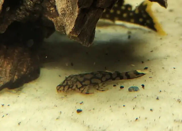 wabenmuster bristlenose plecos 1.25'-1.5' - Photo 4