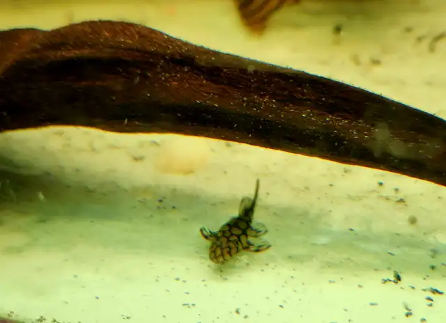 wabenmuster bristlenose plecos 1.25'-1.5' - Photo 5