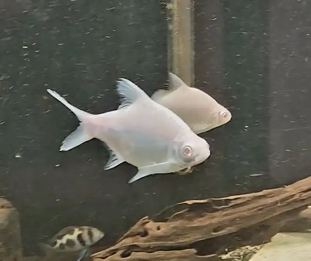 Albino tinfoil barbs 4'-5'