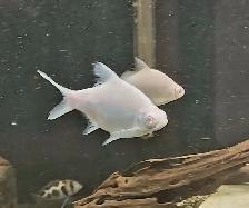 Albino tinfoil barbs 4'-5'