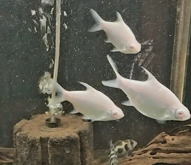 Albino tinfoil barbs 4'-5' - Photo 2