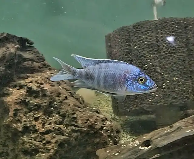 Show quality young male peacocks and haps 2.5''4' - Photo 5