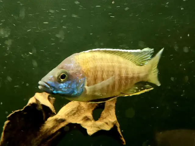 Show quality young male peacocks and haps 2.5''4' - Photo 10