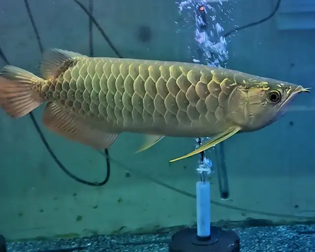 Cichlids, plecos, community fish, plants & more (see list below)