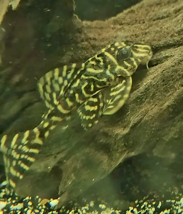 Cichlids, plecos, community fish, plants & more (see list below) - Photo 4