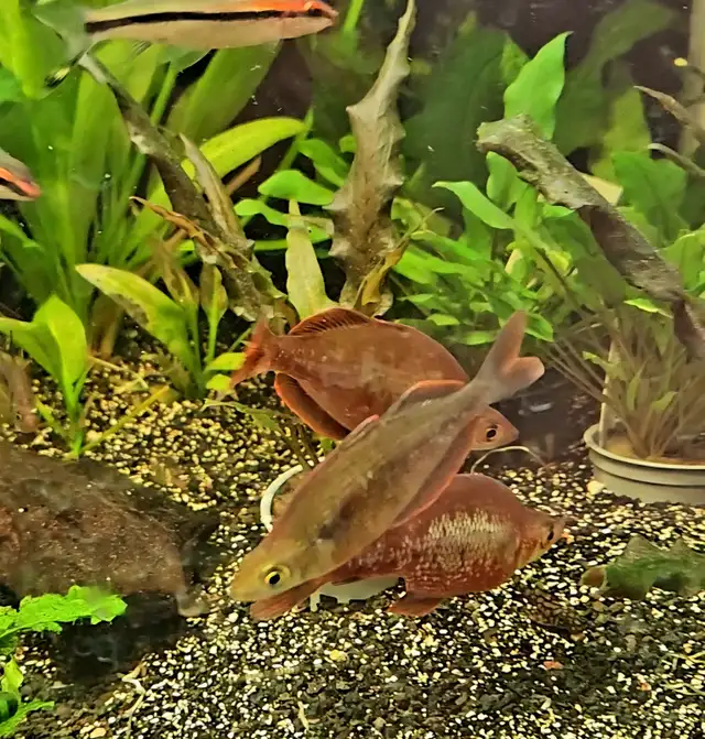 Cichlids, plecos, community fish, plants & more (see list below) - Photo 10