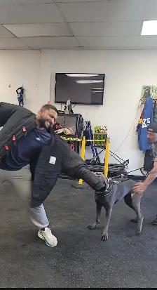 Reactive / Aggressive Dog Specialist — Scarborough / GTA